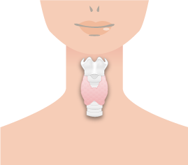 甲状腺 甲状腺